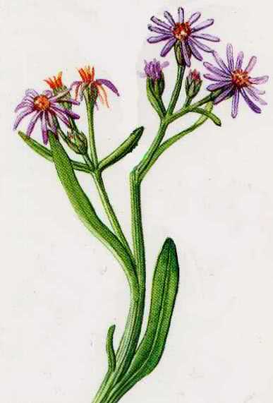 Aster tripolium drawing